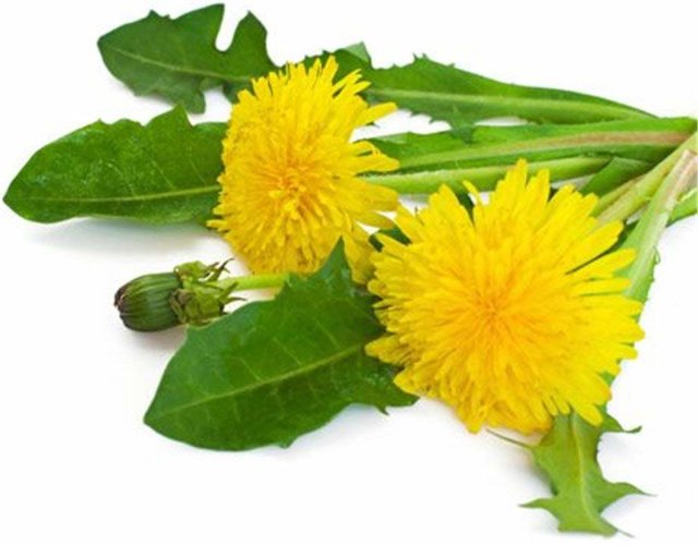 Экстракт Одуванчика сухой  