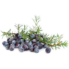 Гидролат Можжевельника